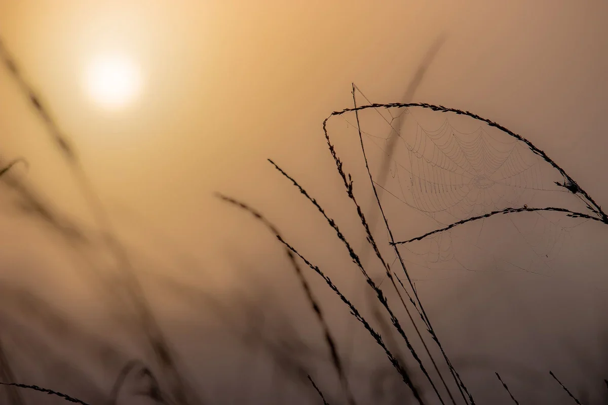 Spinnenweb tussen grashalmen in warm tegenlicht
