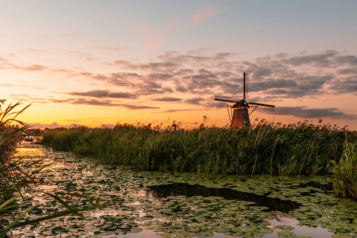 Windmolen tussen riet en water onder een roze avondlucht