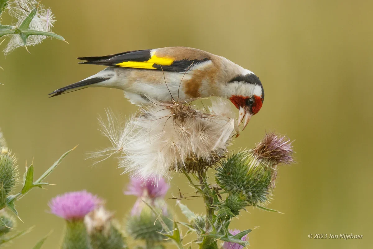 Putter zoekt zaden tussen distelpluis tegen een rustige groene achtergrond
