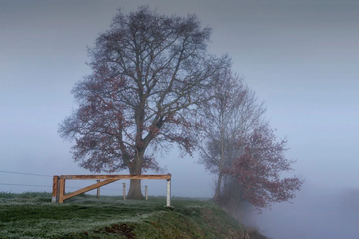 Grote boom en houten hek langs een weiland in de mist