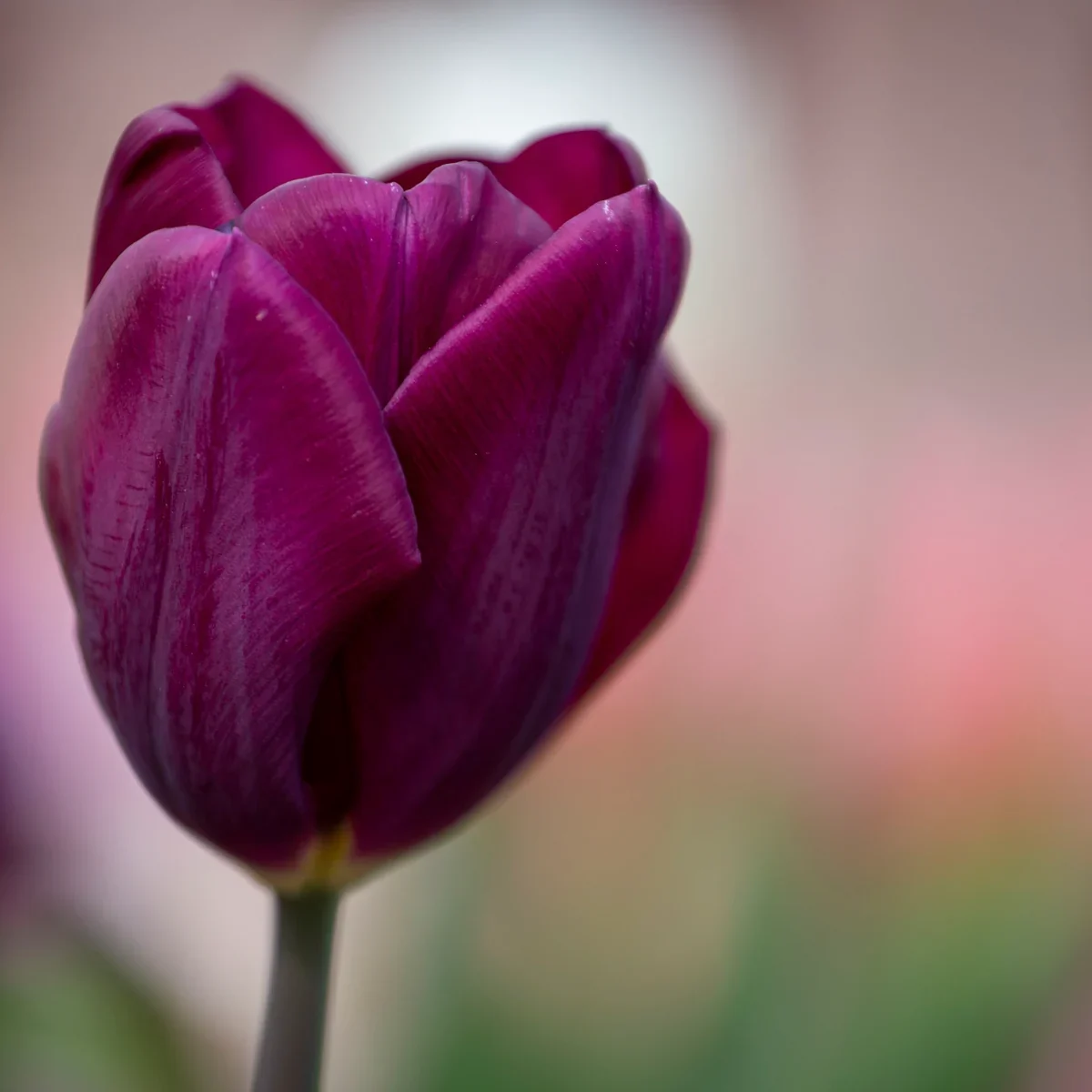 Paarse tulp tegen een zachtgekleurde achtergrond