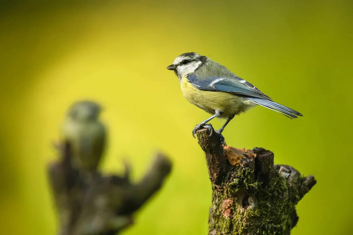 Pimpelmees op een afgebroken boomstam tegen een geelgroene achtergrond